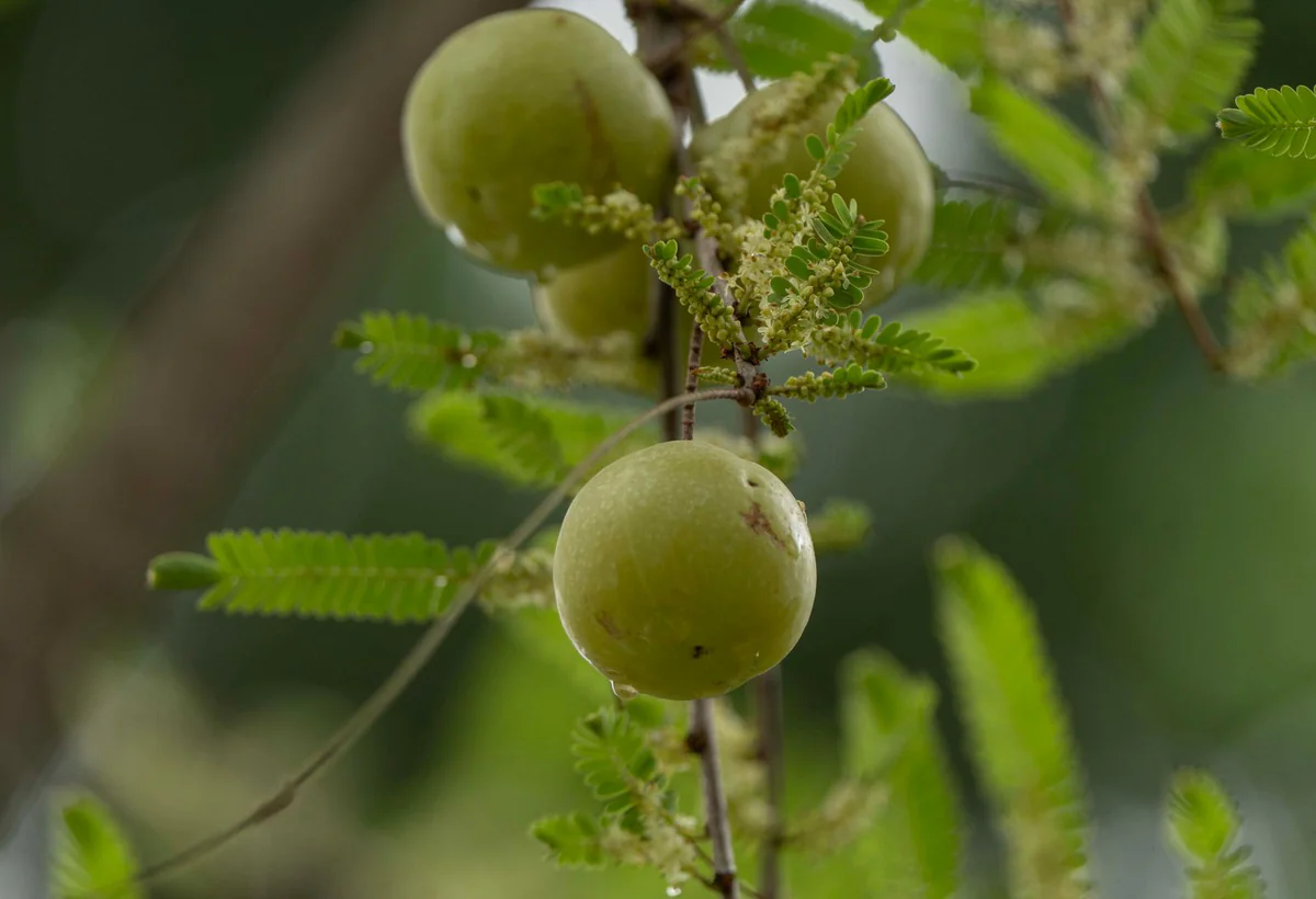 Amla