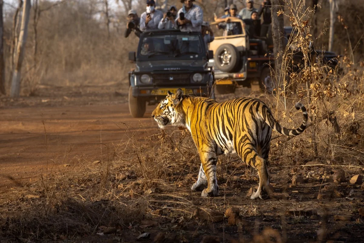 Wildlife safaris