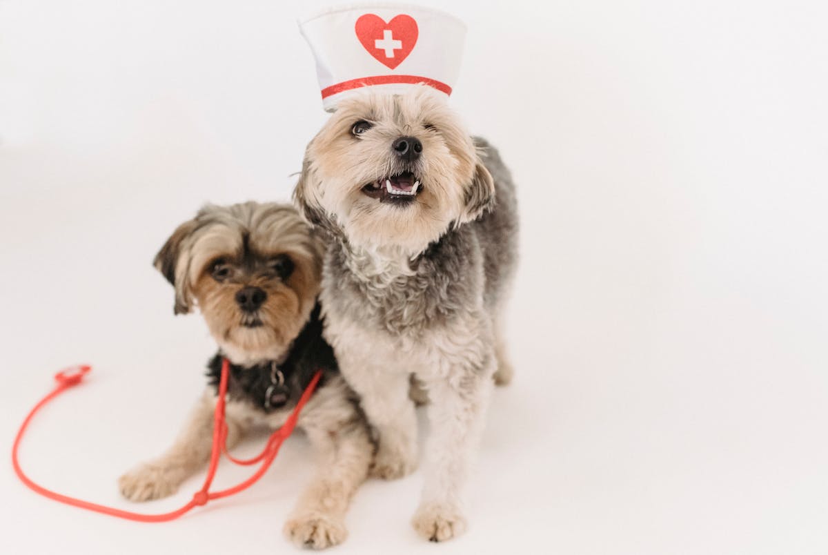 Pet Accessories