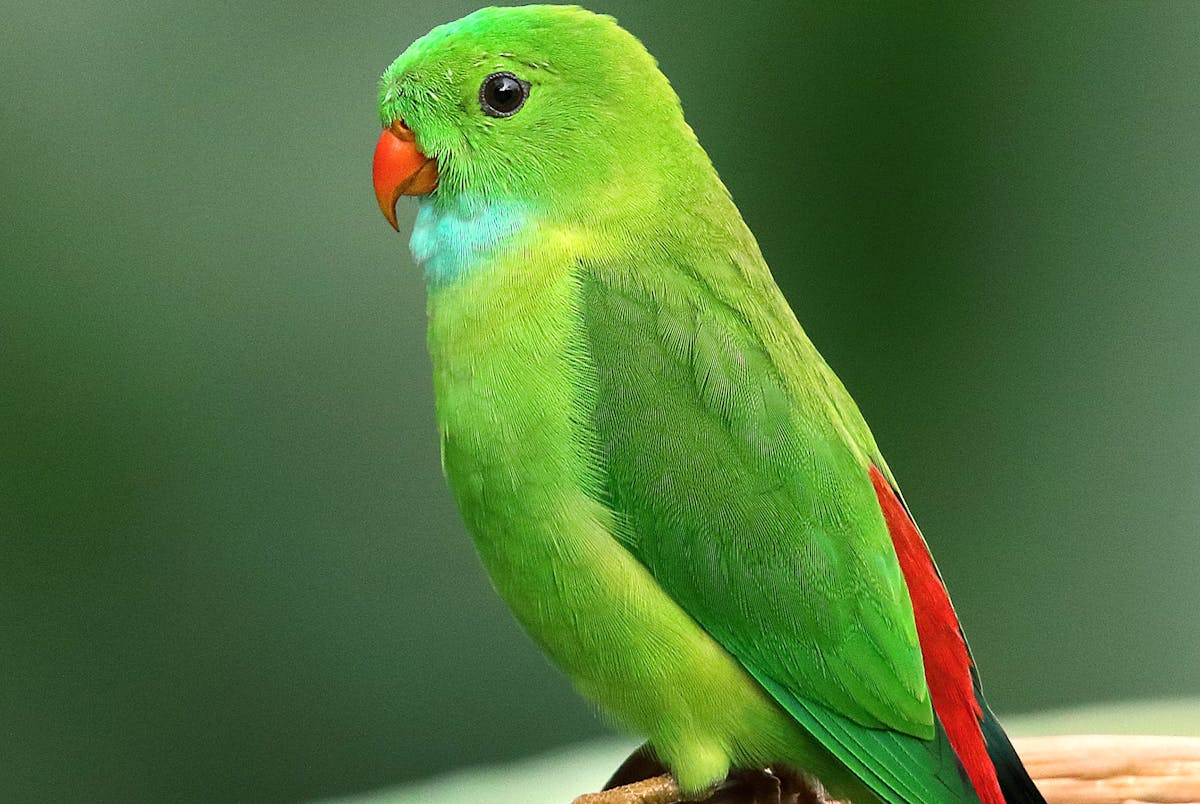 Bird Supplies