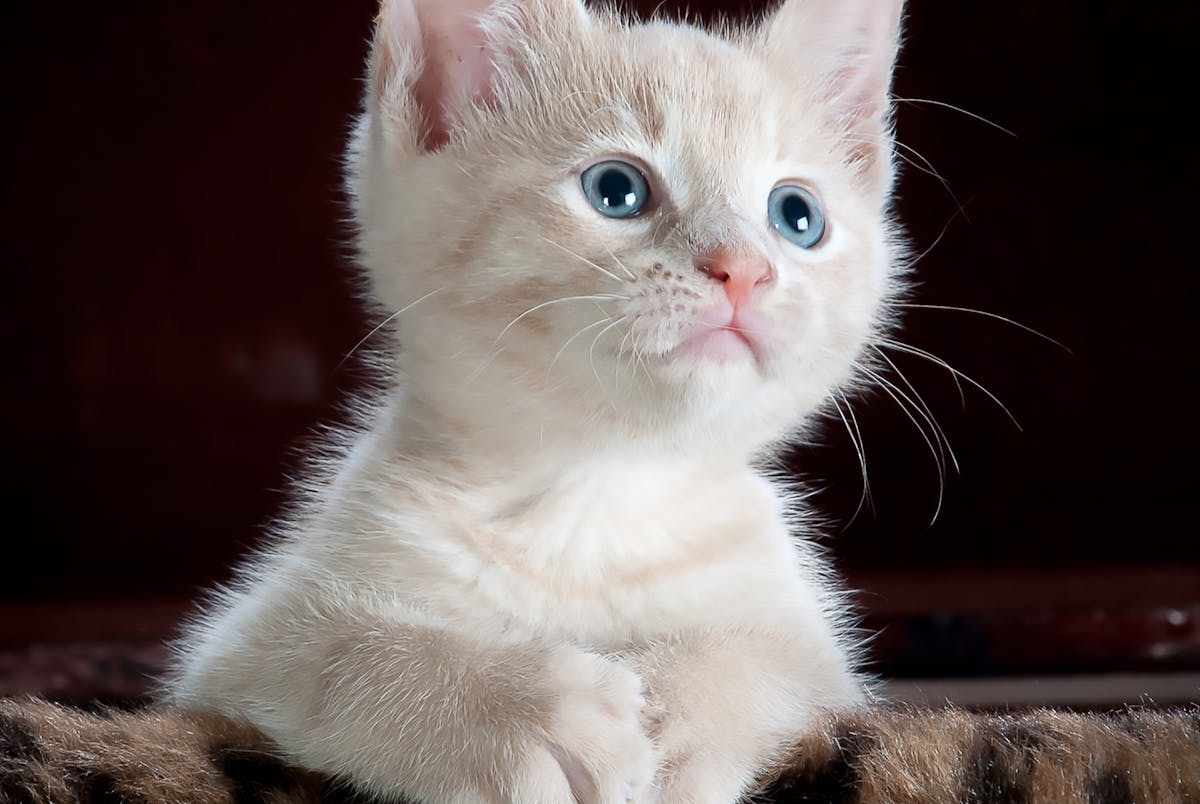 Cat Food & Treats
