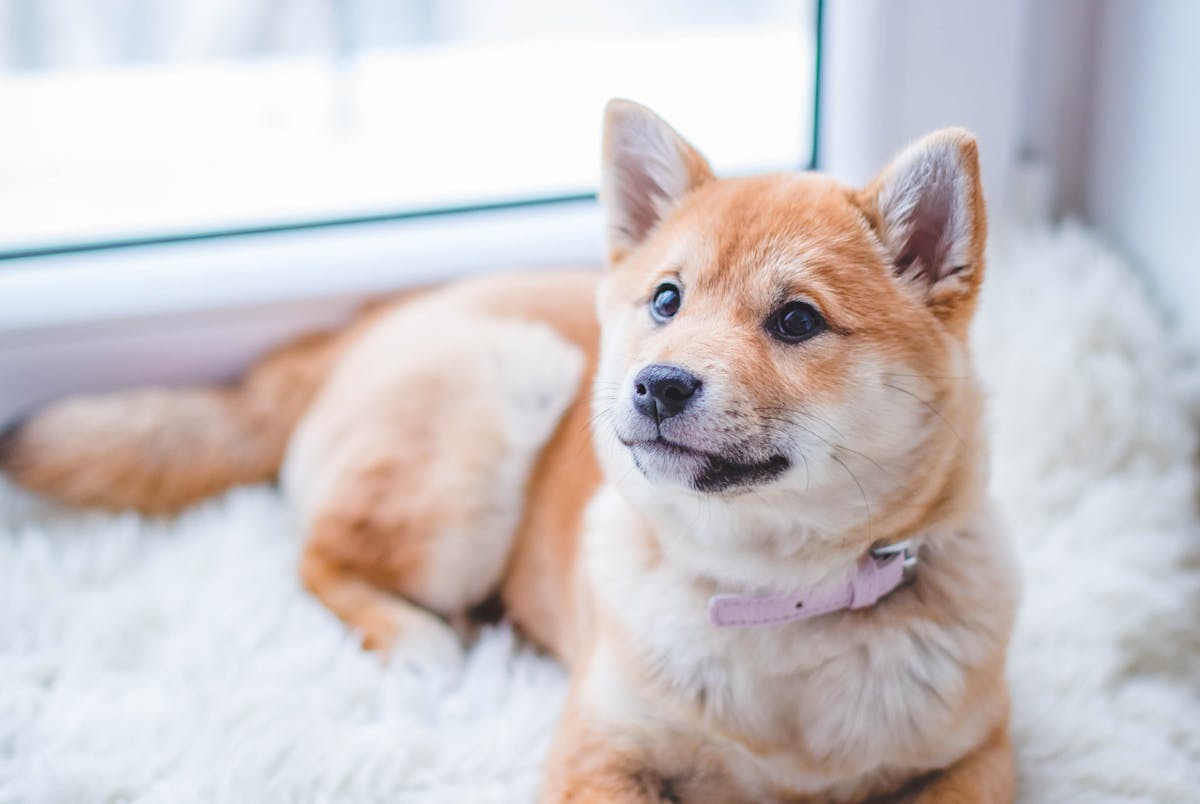 Dog Food & Treats