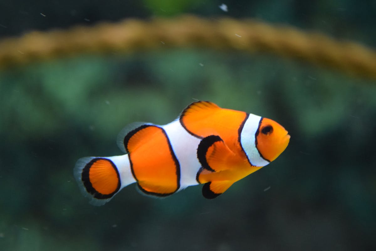 Aquarium & Fish