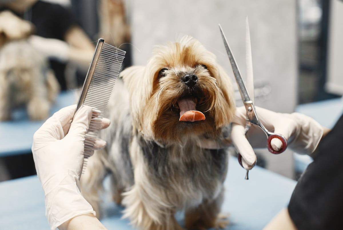 Grooming & Hygiene