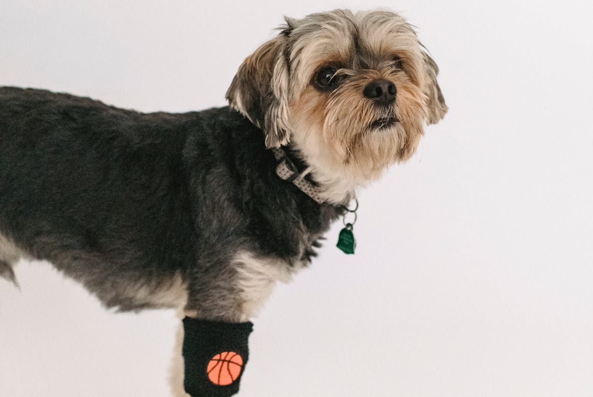 Pet Toys & Games