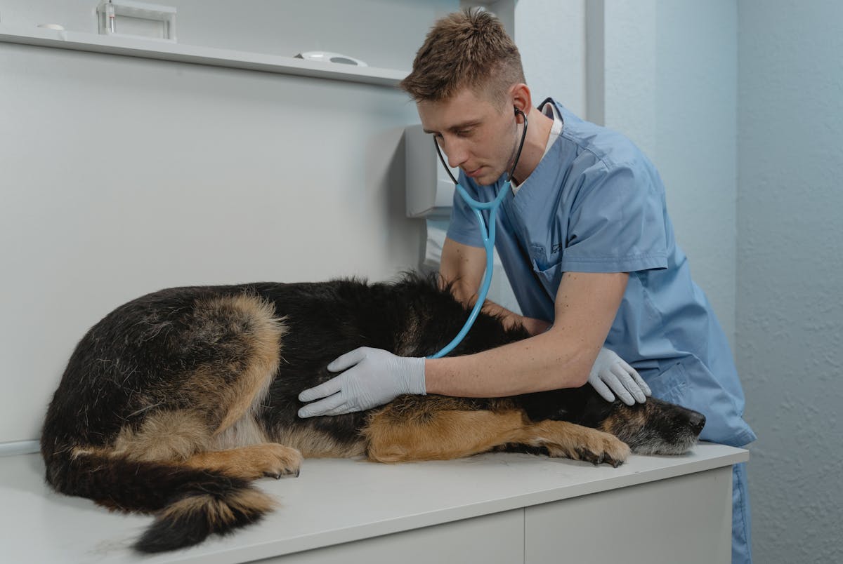 Pet Health & Medicine