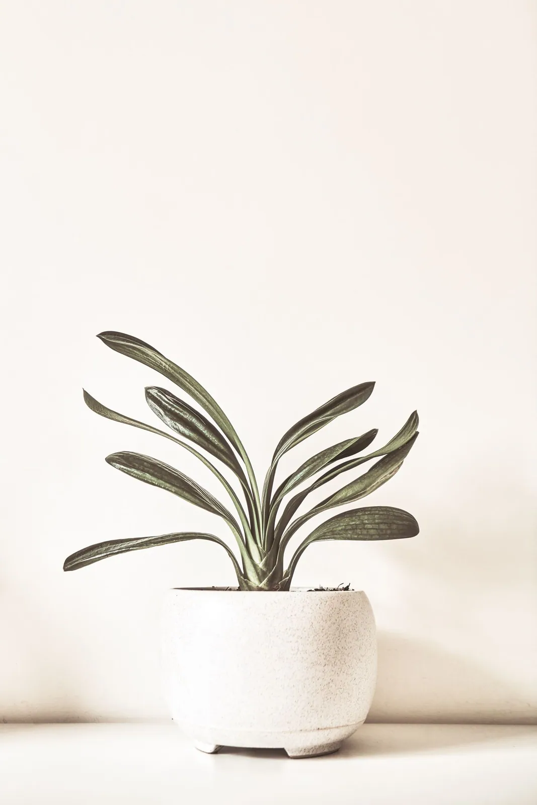 Ceramic planter with a live plant