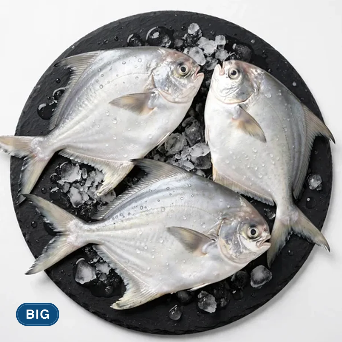 Big Pomfret