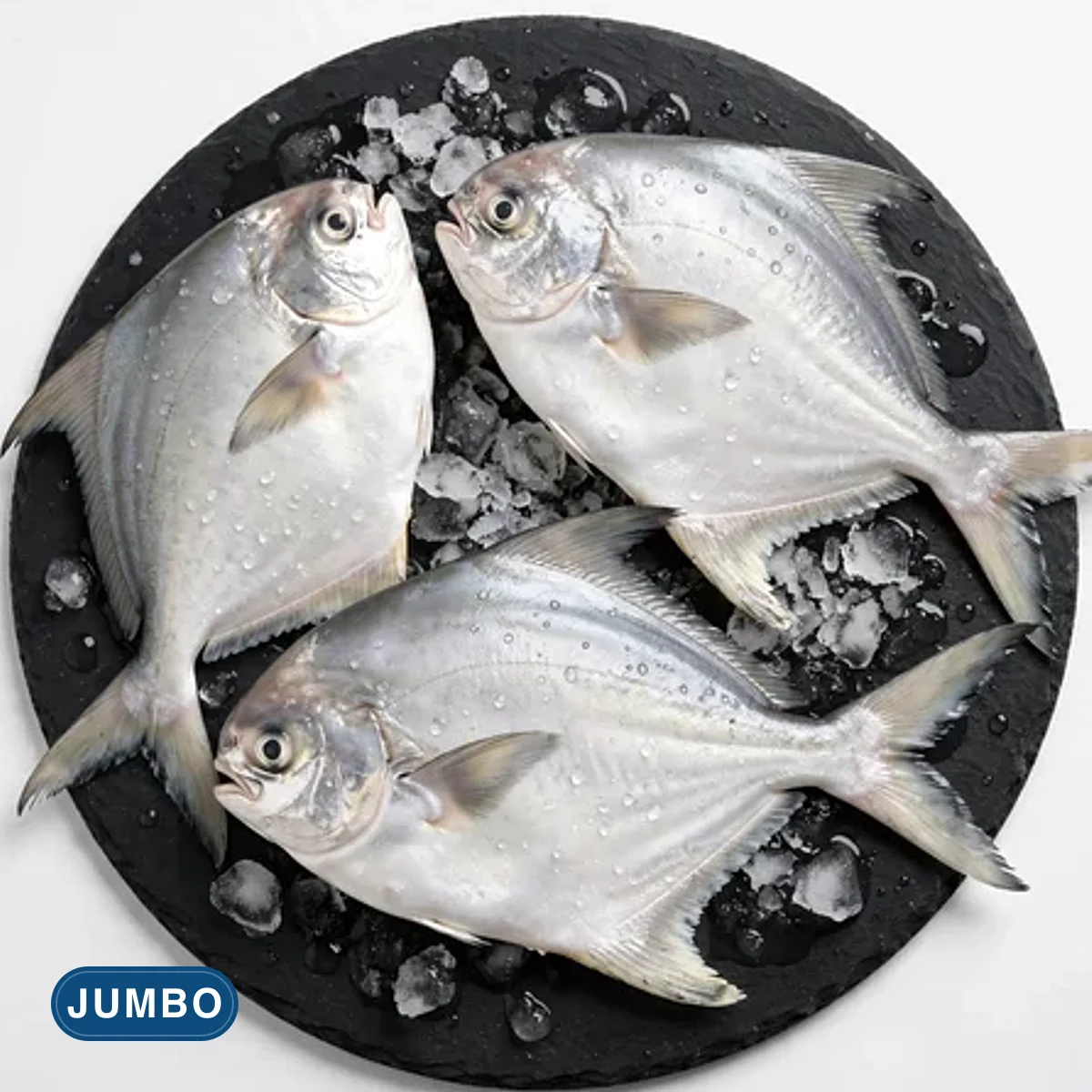 Jumbo Pomfret