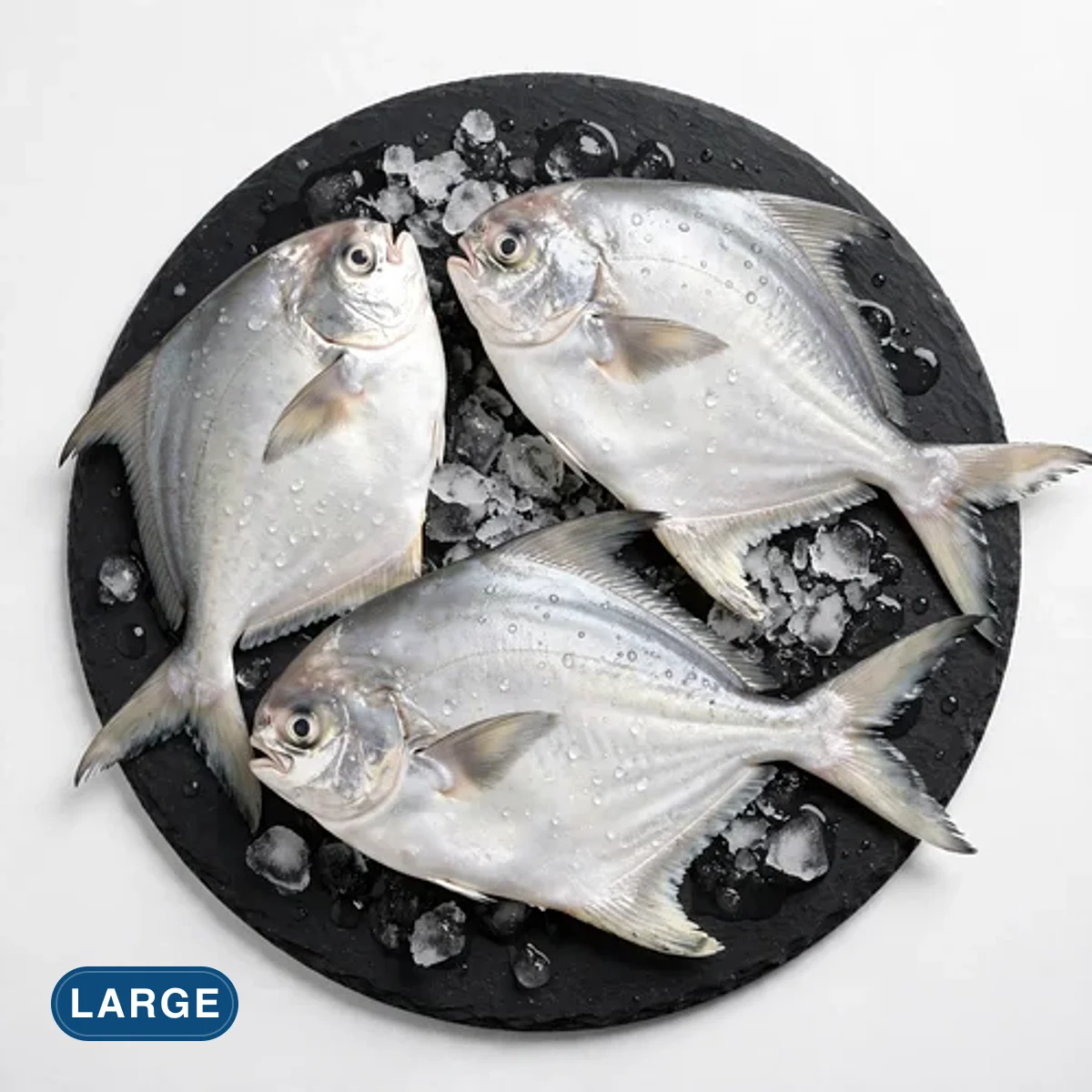 Large Pomfret