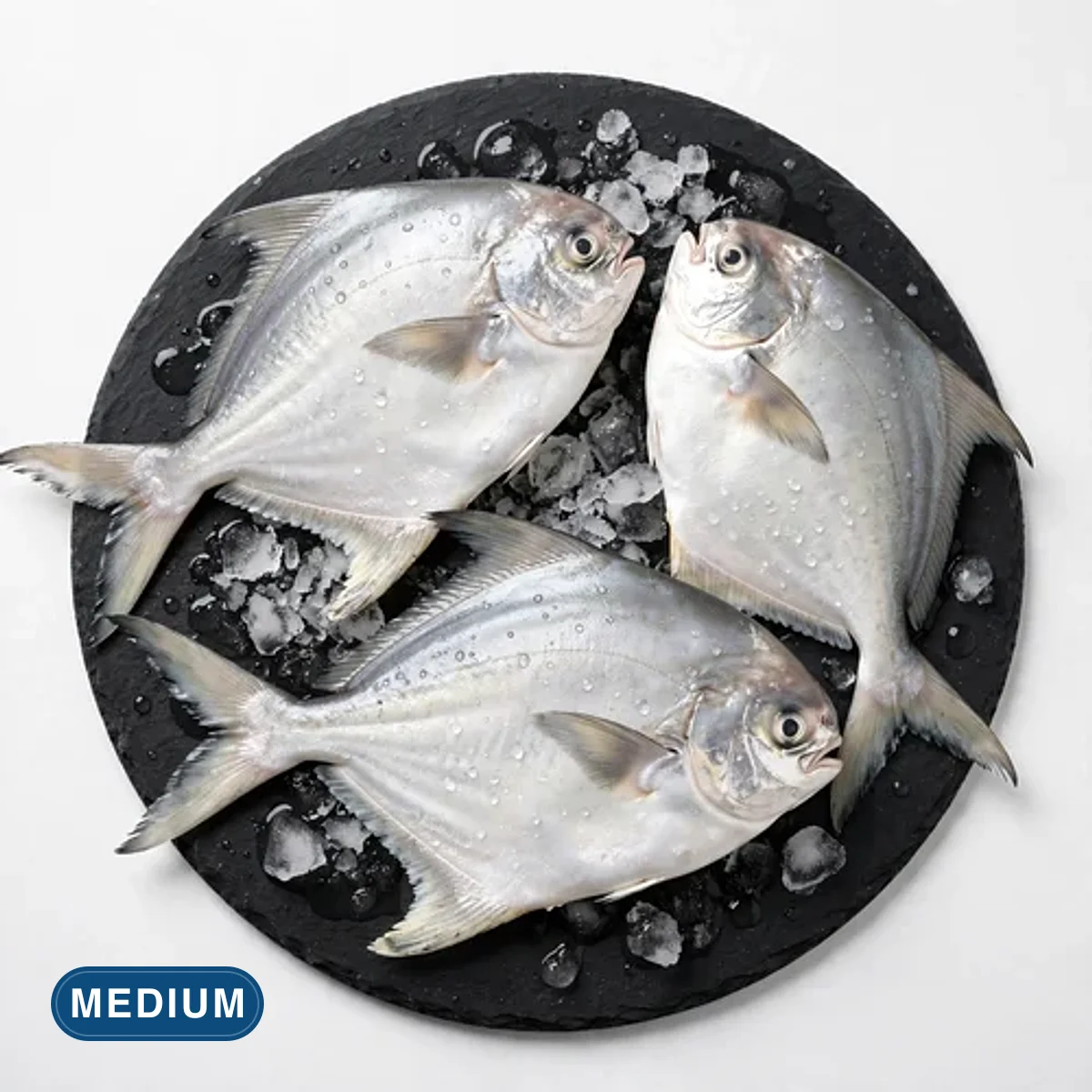 Medium Pomfret