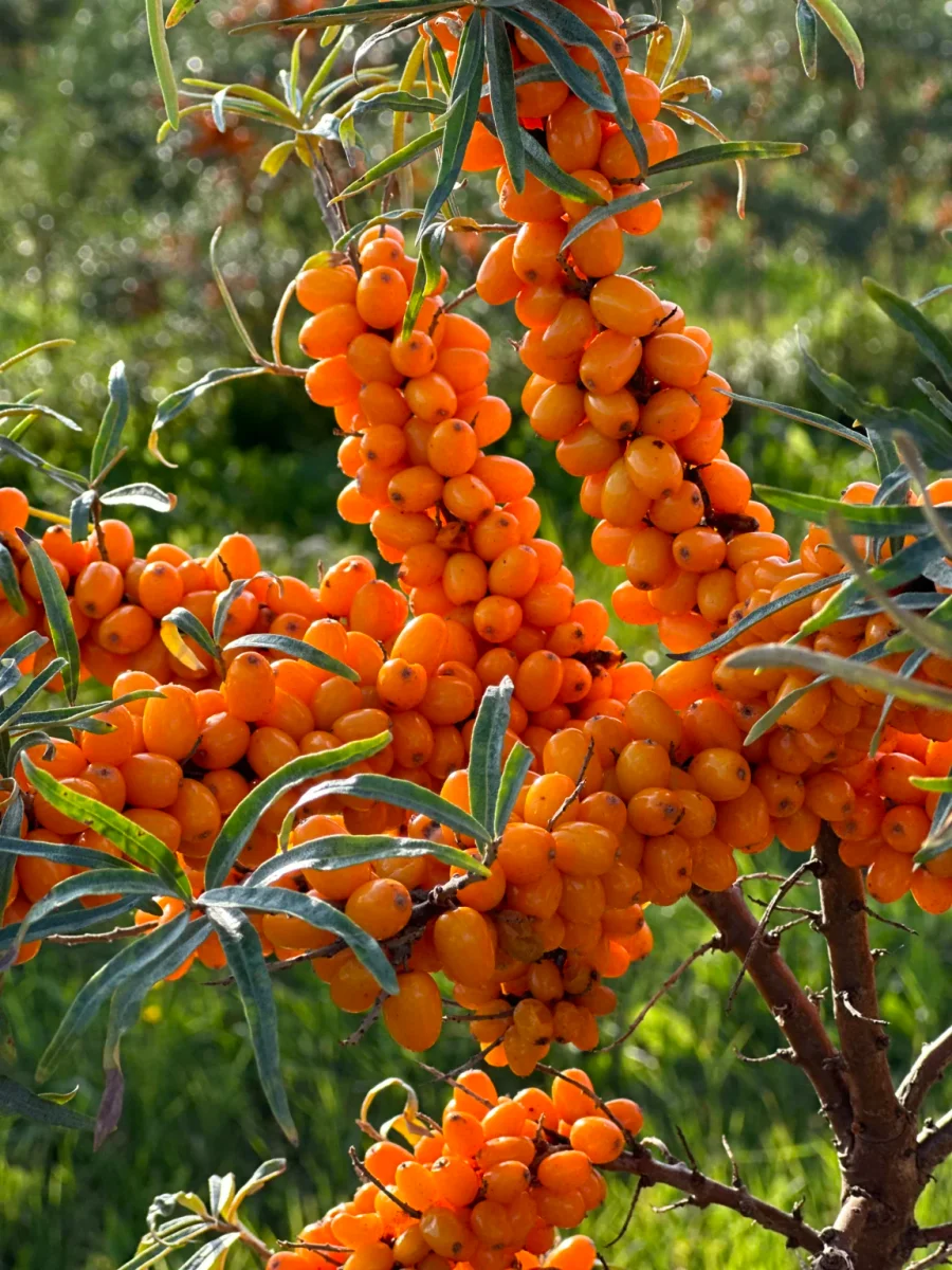 Sea Buckthorn As Nutritional Support