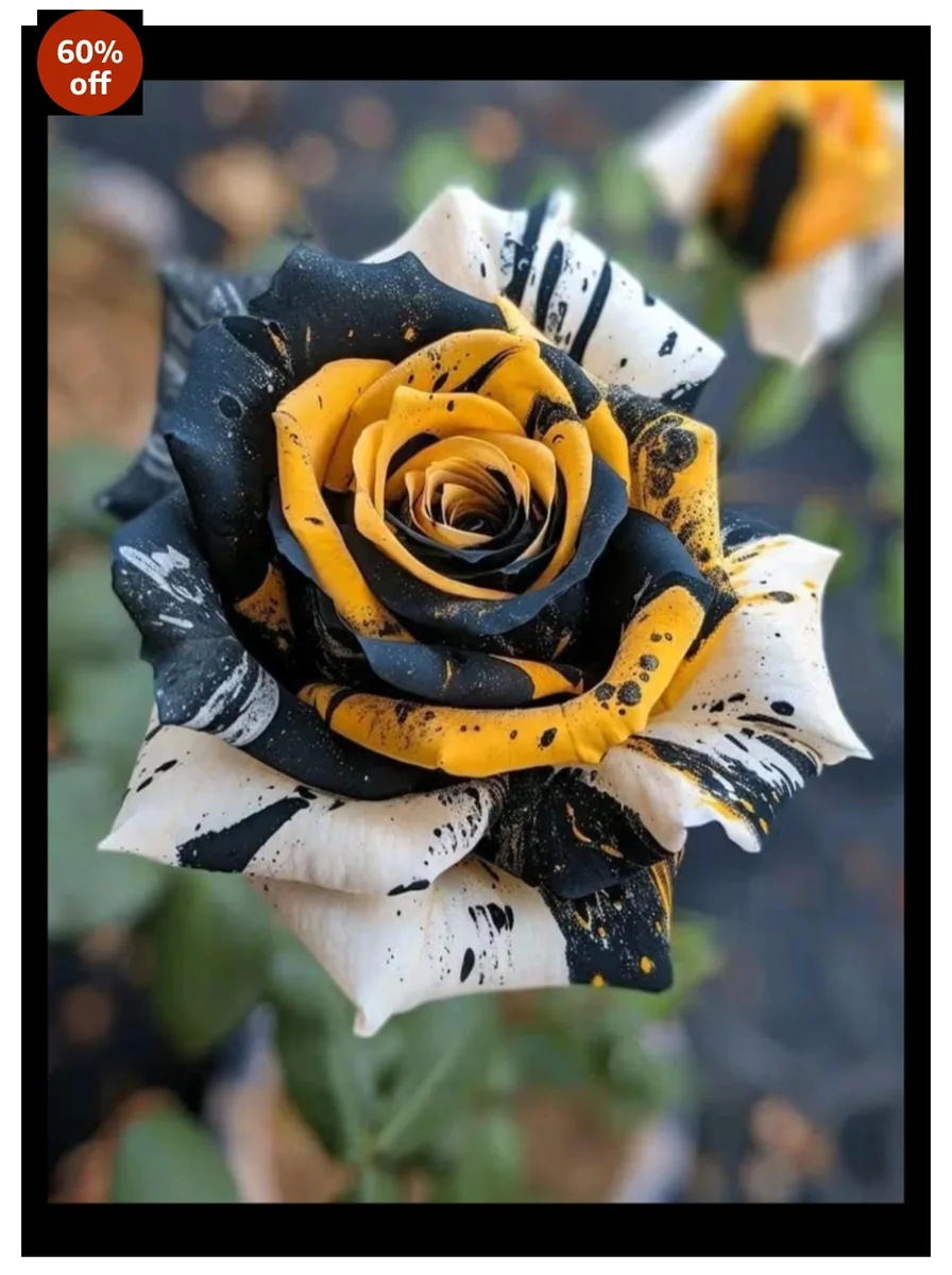 SVG® Imported Rose Flower Seeds for Home and Kitchen Gardening Pack of 60 to 80 Seeds (BLACK)