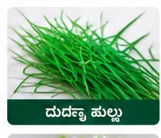 Durva Grass