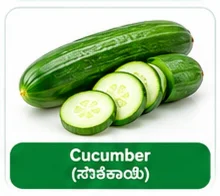 Cucumber