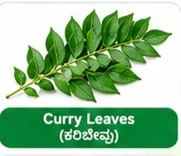 Curry Leaves