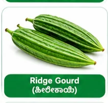 Ridge Gourd