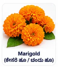Marigold Flower