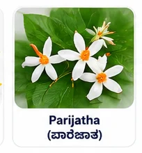 Parijatha Flower