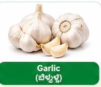 Garlic