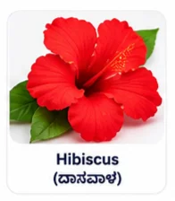 Hibiscus Flower