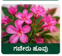 Oleander Flower