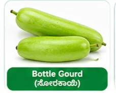 Bottle Gourd