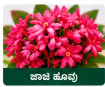 Jaji Flower