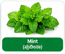 Mint