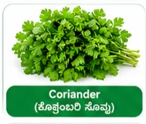 Coriander