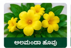 Alamanda Flower