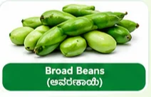 Broad Beans