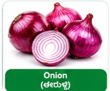 Onion
