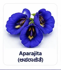 Aparajita Flower