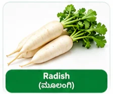 Radish