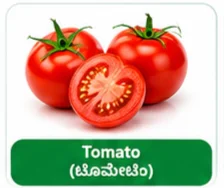 Tomato