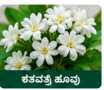 Shataptri Flower