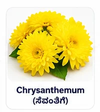 Yellow Chrysanthemum