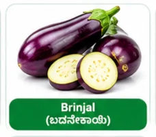 Brinjal