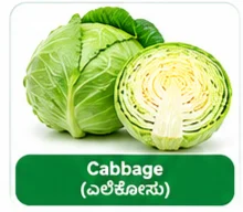 Cabbage