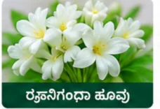 Rajanigandha Flower