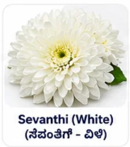 White Chrysanthemum