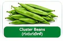 Cluster Beans