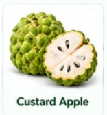 Custard Apple