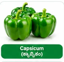 Capsicum