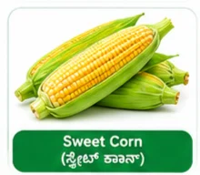 Sweet Corn