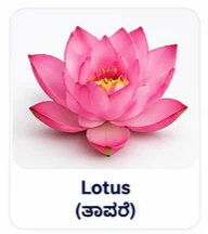 Lotus Flower