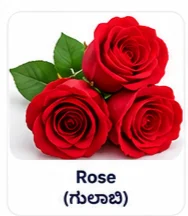 Rose Flower