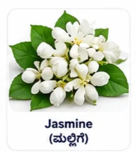 Jasmine Flower