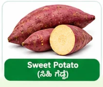 Sweet Potato